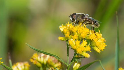 Extreme closeup of furry fly species on goldenrod yellow flowers in the Crex Meadows Wildlife Area in Northern Wisconsin - great detail of compound eye
