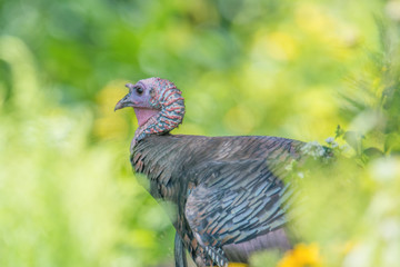 Turkey hiding through the trees and bushes - taken near the visitor center of the Minnesota Valley National Wildlife Refuge