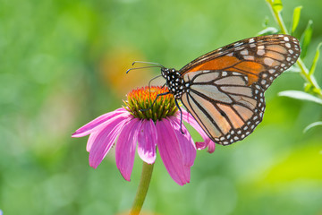 Fototapeta na wymiar Monarch butterfly on purple wildflower in the Minnesota Valley National Wildlife Refuge