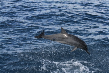 dolphin in water