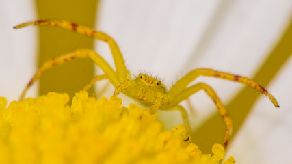 Extreme closeup of a yellow crab spider (likely northern crab spider) on a yellow and white flower