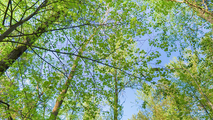 the sky above the trees in the forest 