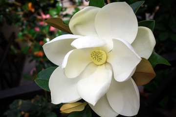 Close-up Image of a white southern magnolia blossom, the Louisiana state flower