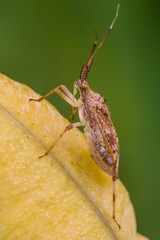 Closeup of assassin bug or leaf-footed bug species in Theodore Wirth Park - Minnesota