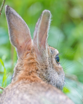 Eastern cottontail rabbit closeup - near the Minnesota River in the Minnesota Valley National Wildlife Refuge