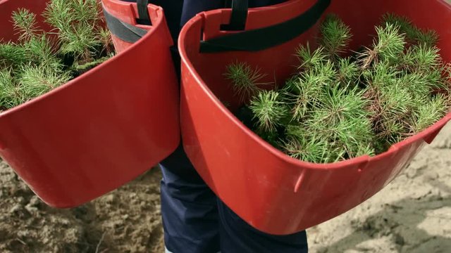Man carrying trays with seedlings of pine for planting in ground. Wood planting