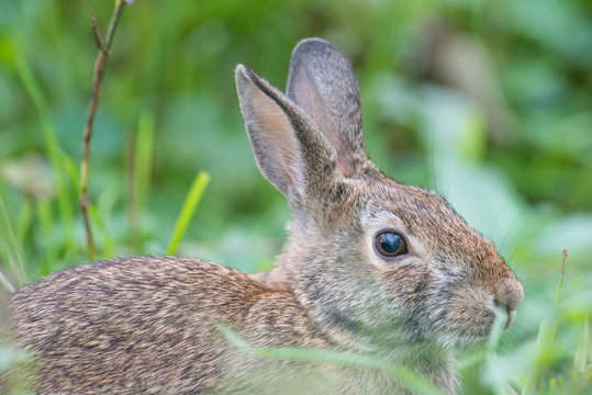 Eastern cottontail rabbit closeup - near the Minnesota River in the Minnesota Valley National Wildlife Refuge