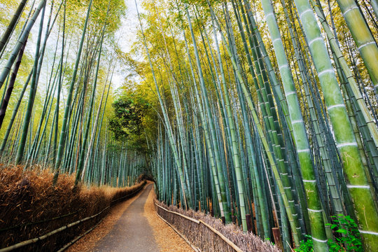 Bamboo lined path