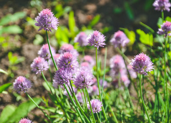 purple flowers in the garden