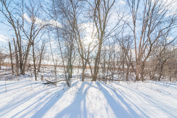 Fototapeta na wymiar Trees and shadow of trees on snow on a beautiful sunny winter's day with blue skies and puffy white clouds - in the Minnesota Valley Wildlife Area