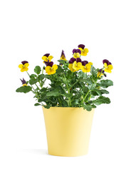 Heartsease flower in yellow vase isolated on white background