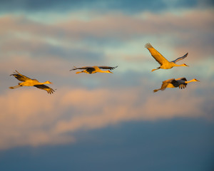 Group of sandhill cranes in flight at the 'golden hour' dusk / sunset before landing to roost for the night during fall migrations at the Crex Meadows Wildlife Area in Northern Wisconsin