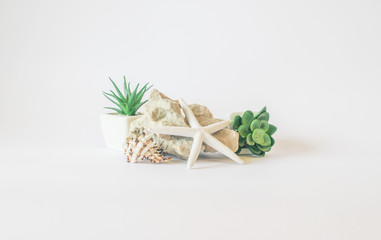 Plastic plants rock sea star and seashell - minimalistic interior details 