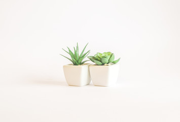 Plastic plant suculent in vase - isolated on white background 