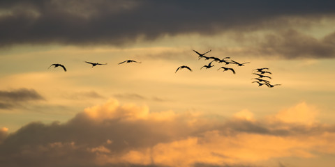 Sandhill cranes in flight backlit silhouette with golden yellow and orange sky at dusk / sunset during fall migrations at the Crex Meadows Wildlife Area in Northern Wisconsin