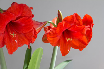 Red Amaryllis flower shot with natural daylight on gray background.