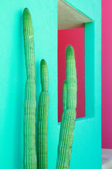 Search photos mexico cactus