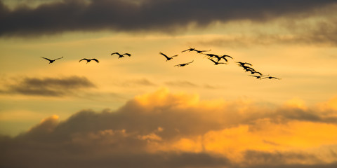 Sandhill cranes in flight backlit silhouette with golden yellow and orange sky at dusk / sunset during fall migrations at the Crex Meadows Wildlife Area in Northern Wisconsin