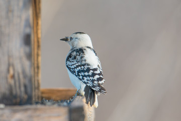 Rare leucistic downy woodpecker - partial loss of pigment in this woodpecker - seen at the visitor center for the Minnesota Valley National Wildlife Refuge near the Minnesota River