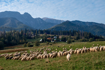 Obraz premium Sheeps on a green hill, mountains as a background