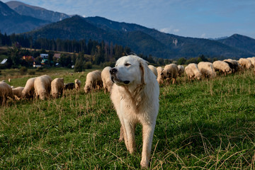 Dog and sheeps on a green hill, mountains as a background