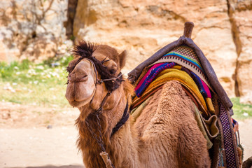 Camel resting on sand in little Petra, Jordan.