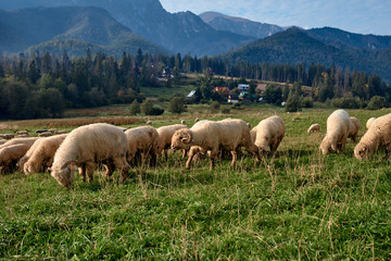 Fototapeta premium Sheeps on a green hill, mountains as a background