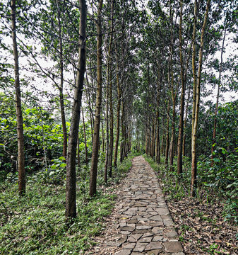 Tree Lined Stone Walkway