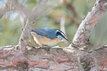 Red-breasted nuthatch perched on a pine tree on the lookout - in the winter at the Sax/Zim Bog in...