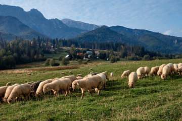 Fototapeta premium Sheeps on a green hill, mountains as a background