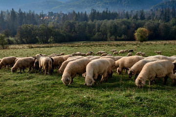 Obraz premium Sheeps on a green hill, mountains as a background