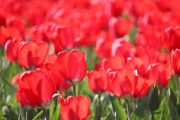 Red tulip flowers, colorful spring background. Field of blooming tulips in sunny day, selective focus
