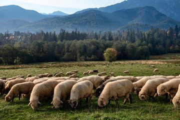 Obraz premium Sheeps on a green hill, mountains as a background