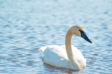 Obraz premium Trumpeter swan individual swimming - taken during the early Spring migrations at the Crex Meadows Wildlife Area in Northern Wisconsin