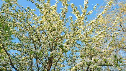 Beautiful apple tree branch with sun