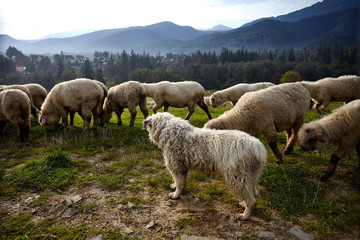 Dog and sheeps on a green hill, mountains as a background