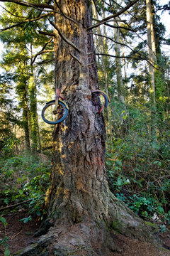 Bicycle lodged in tree in forest