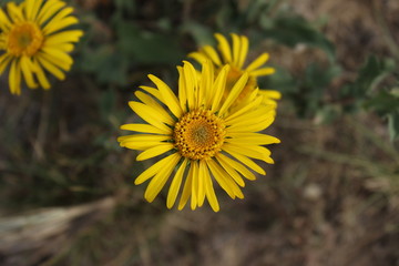 Flor