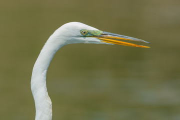 Great egret portrait with wonderful detail - taken in a wetland off the Minnesota River