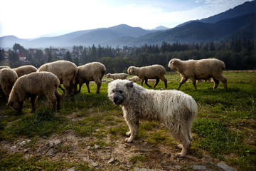 Obraz na płótnie Canvas Dog and sheeps on a green hill, mountains as a background