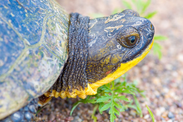 Blanding's Turtle portrait on a gravel rural road in the Crex Meadows Wildlife Area in Northern Wisconsin