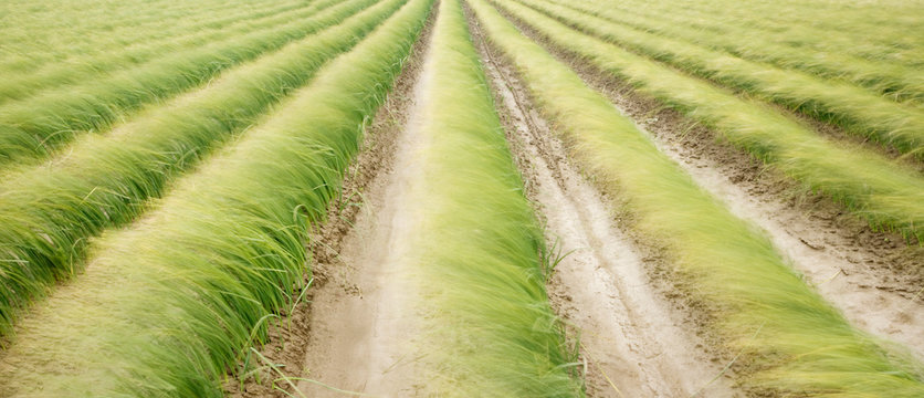 Tall iris grass growing in crop field