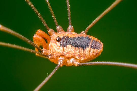 Daddy Long Legs, Hey! Manchester, Hey! Manchester