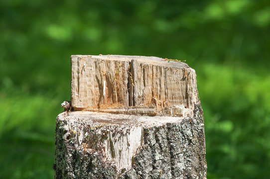 Tree stump in the summer time in the woods of Northern Wisconsin