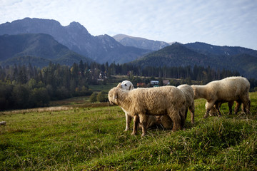 Obraz premium Dog and sheeps on a green hill, mountains as a background