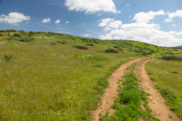 Fototapeta na wymiar Dirt Road In Lush Green Meadow Leading Into the Hills