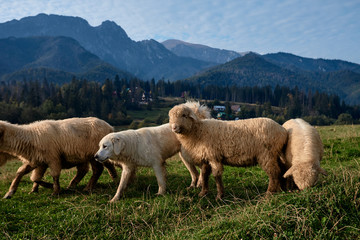 Dog and sheeps on a green hill, mountains as a background
