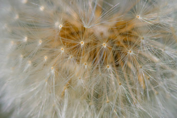 Extreme closeup of dandelion seeds still attached