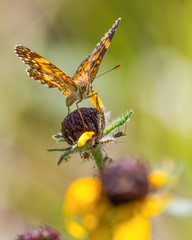 Closeup of a crescent butterfly species on sunflower on a sunny day in the grasslands / prairie of the Crex Meadows Wildlife Area in Northern Wisconsin