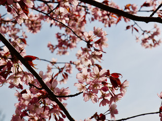 Beautiful cherry blossom sakura in spring time over blue sky in Helsinki, Finland, Europe